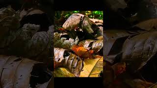 Epic Battle Velvet Worm vs Cockroach 🪱🐜 VelvetWorm animalworldlife viralvideo viralshorts [upl. by Aslehc]