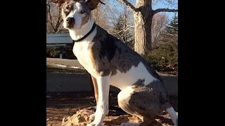 Training a Catahoula Leopard Dog [upl. by Angelle]