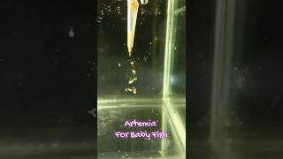 Best Artemia Hatching method for Baby Fish Fry 😍😍 [upl. by Arundel]