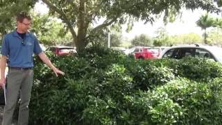 Overlooked Native Shrubs for South Florida Landscapes [upl. by Pratte768]