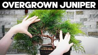 Pruning an Overgrown Juniper Bonsai [upl. by Aronow598]