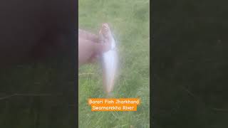 Barari Fish Swarnarekha River Ranchi Jharkhand  shorts [upl. by Rayham]