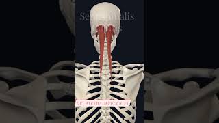 Semispinalis capitis 3d 3danimation anatomy viral viralshorts shorts muscleaction [upl. by Eliathan]