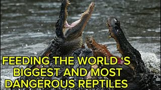 FEEDING THE MOST DANGEROUS AND HUGE NILES CROCODILES [upl. by Trah]