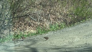 Woodcocks Display Dance Routine While Crossing Road  ViralHog [upl. by Ole]