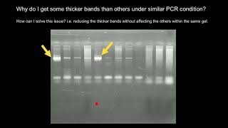 Bright and faint bands  PCR or Gel electrophoresis fault [upl. by Cacilie]