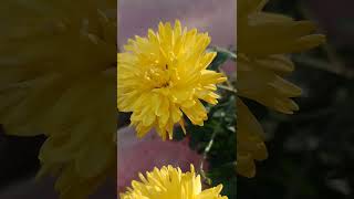 Woodland ragwortYellow flowers nature relaxingsound shortvideo 😌❤️ [upl. by Nareht]