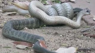 Brown snake devours tiger snake after a gruesome fight to the death [upl. by Semele]