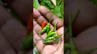 Its Chilli Pepper time 🌶️ Birds Eye Chillies  Fresh from my Garden [upl. by Knobloch]