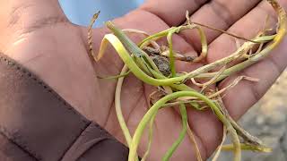 Leaf Twister Disease of Onion 🧅 caused by Colletotrichum spp [upl. by Easlehc]