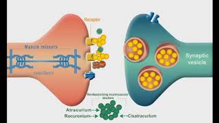 Autonomic Nervous system animation Neuromuscular Junction Blockers [upl. by Eenafets]