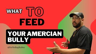 What To Feed Your American Bully [upl. by Lurlene]