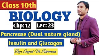 Pancrease  Dual nature gland or Organ  its Hormones Insulin amp Glucagon  10th Bio Chp 12 Lec 23 [upl. by Esila]