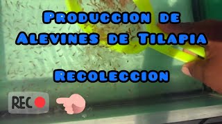 Cómo producir tus propias crias de Tilapia recoleccion de Alevines [upl. by Toffic]