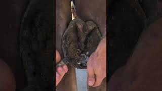 Trimming Compilation shorts farrier satisfying asmr [upl. by Elletnuahc]