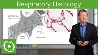 Respiratory Histology – Histology  Lecturio [upl. by Moguel]