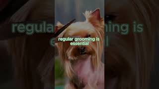 🌟 Yorkshire Terrier Tiny Dog Big Lifespan 🐾  7 of Top LongLiving Breeds I shorts Iyorkshire [upl. by Killion]