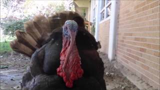 3 Little Turkeys  Best Turkey Song Ever Credits Mark Woolf [upl. by Ikuy141]