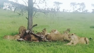 Look the Lions Eating its Prey [upl. by Evelina]