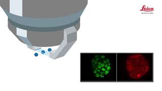 Digital Light Sheet Microscopy  3D Cell Biology [upl. by Isman]