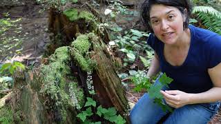 Foamflower Tiarella trifoliata [upl. by Pang]