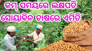 Soybean Farming earn lakhs of Rupees by doing know how to prepare land farming process in Odisha [upl. by Akinorev]