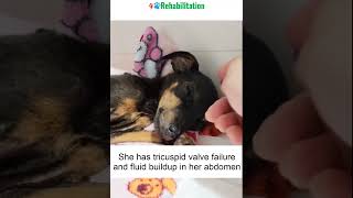 Abandoned Puppy With Breathing Trouble And A Swollen Belly 4pawsrehabilitation rescue rescuedand [upl. by Idner139]