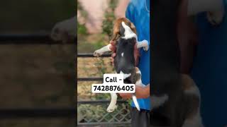 Beagle puppies for sale in delhi  beagle puppy in delhi  low price beagle in delhi  beagle [upl. by Lesna369]