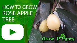 How to grow Rose apple tree Syzygium jambos [upl. by Ahtenak]