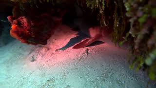 18 Nurse Shark Corals Yucab Reef Cozumel [upl. by Arraeit206]