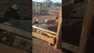 Dorper sheep farming in Uganda [upl. by Anilek]