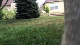 September Lawn Cutting Video at My Grandparents House 3 [upl. by Limay855]