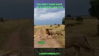 LION plays a prank on LIONESS to get her reactions wildlife animals shorts [upl. by Drais899]