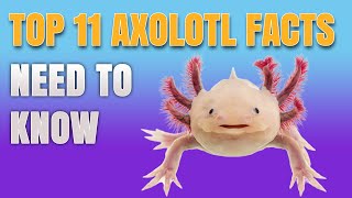 11 Axolotl Facts You Need To Know  AMAZING UNKNOWN AXOLOTL SECRETS REVEALED [upl. by Amliw]