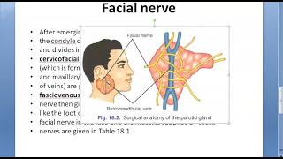 Surgery 311 Surgical Anatomy Parotid Gland Stenson Duct Facial Nerve Faciovenous line Patey Frey [upl. by Rahs101]