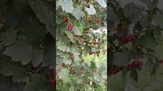 Боярышник hawthorn дулона tjørn Hagedorn hloh vilkābele orapihlaja [upl. by Kovar457]