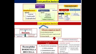 All types of bacteria in 2 minutes [upl. by Nylaras]