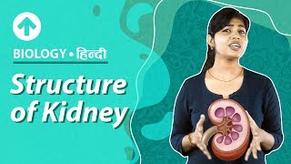 Structure of Kidney  Hindi  Excretory System  Biology  Class 10 [upl. by Yelena]