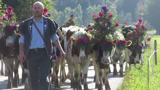 Switzerland Gruyère Charmey Désalpe des vaches スイス グリュイエール地方 シャーメイ村 牛の下山 [upl. by Annoved667]