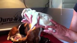 Bellas newborn basset hound pups [upl. by Jennifer958]