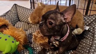 French bulldog puppy barking lessons [upl. by Ress]