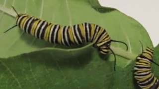 Monarch Caterpillars Eating Milkweed  Audible Crunching Now with Subtitles [upl. by Avron]