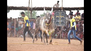 மேலூர் கோட்டநத்தம்பட்டி வடமஞ்சுவிரட்டு திருவிழா 2024 நேரலை [upl. by Nnylannej]