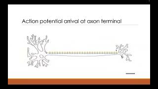 NMJ Excitation Contraction and Coupling [upl. by Kirima]