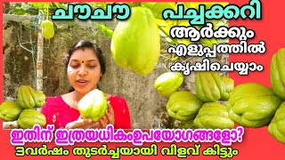 ചൗ ചൗ പച്ചക്കറി Grow bag ൽ ഈസി ആയി വളർത്താം 3 വർഷം തുടർച്ചയായി വിളവ്‌ Chow Chow krishi malayalam [upl. by Oinigih474]