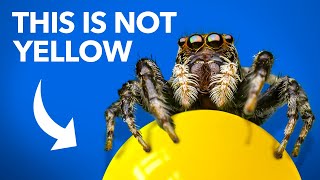 What Jumping Spiders Teach Us About Color [upl. by Trilby]