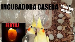 INCUBADORA🐣casera para HUEVOS de NINFAScanarios periquitos Animalejos [upl. by Kcirdnek]