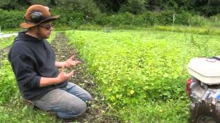 tilling in the BUCKWHEAT COVER CROP [upl. by Barber]