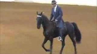 Virginia Horse Center Tennessee Walking Horse Classic [upl. by Dagna581]