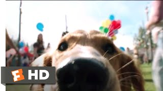 Dog TV Exciting Dog Entertainment Movie 2019 [upl. by Daberath13]